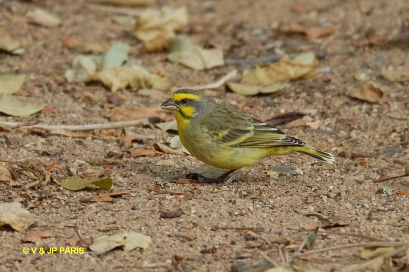 Serin du Mozambique