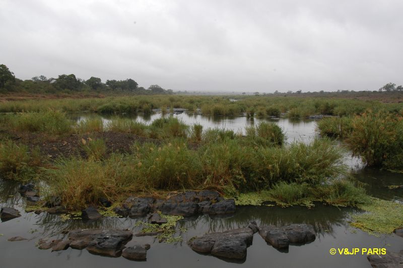 Kruger : Route de Crocodile Bridge à Satara