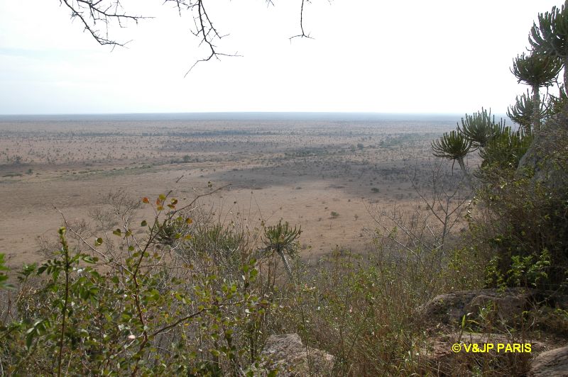 Kruger : Route de Crocodile Bridge à Satara