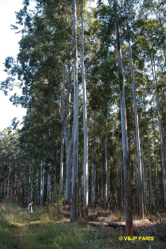 Forêt de Magoebaskloof