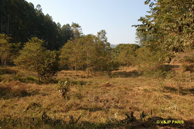 Forêt de Magoebaskloof