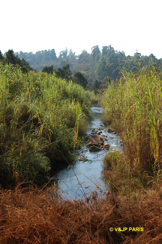 Forêt de Magoebaskloof