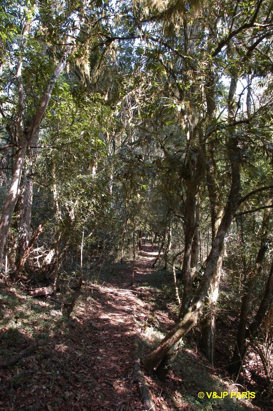 Forêt de Magoebaskloof
