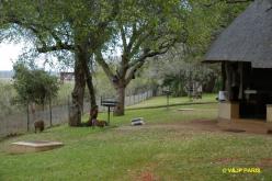 Kruger : Camp de Crocodile Bridge et les alantours