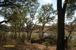 Kruger : Kanniedood Dam
