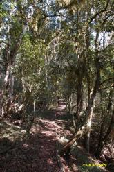 Forêt de Magoebaskloof