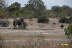 Kruger : Route de Orpen Gate à Skukuza