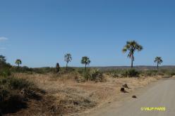 Kruger : Pafuri