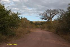 Kruger : Camp de Punda Maria et alantours