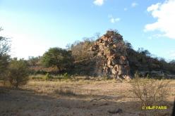 Kruger : Route de Satara à Letaba