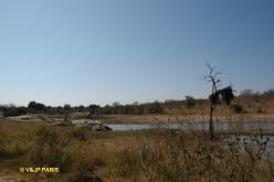 Kruger : Shitlhavedam près de Pretoruiskop