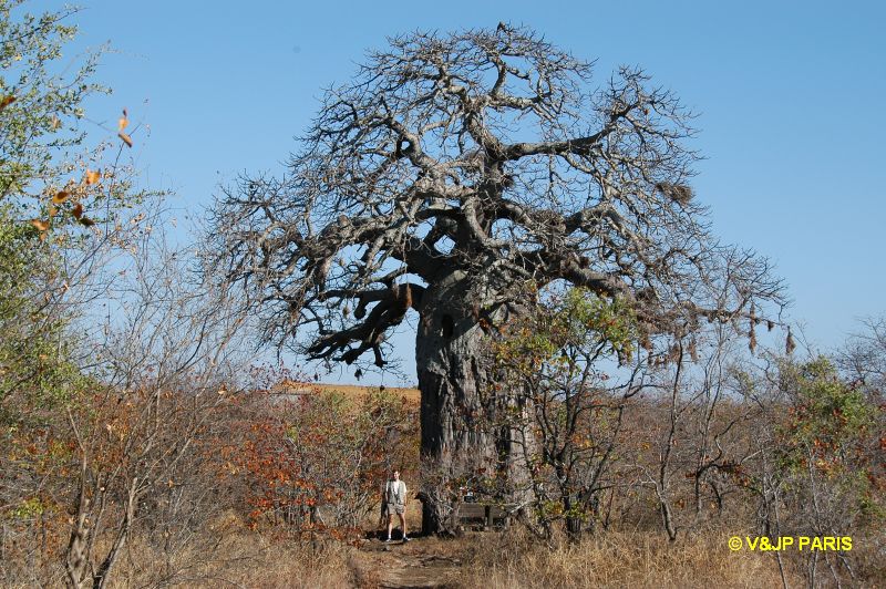 Kruger: Mopani Rest Camp