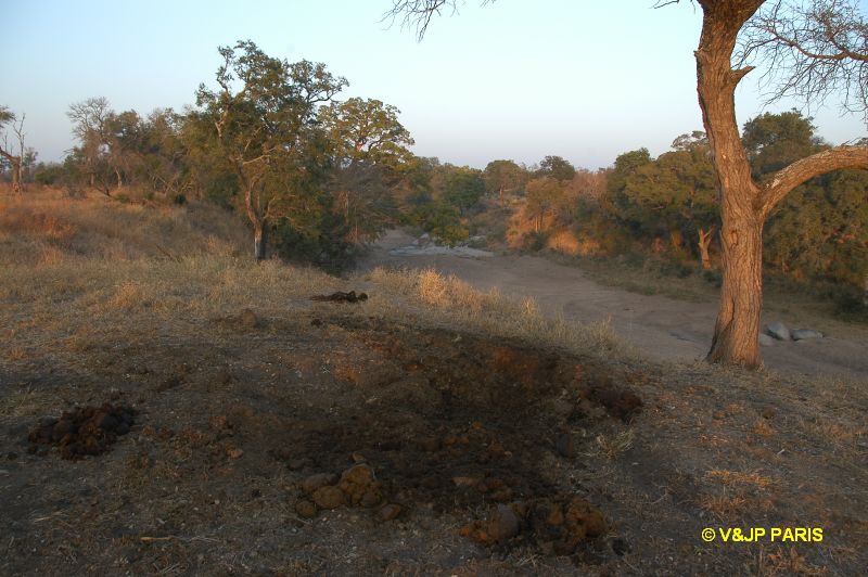 Kruger : Camp du Napi Trails et randonées aux alantours