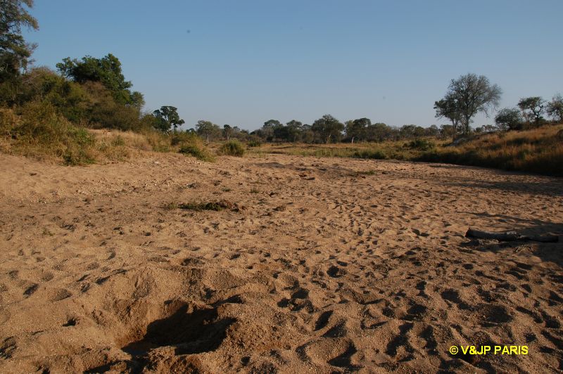 Kruger : Camp du Napi Trails et randonées aux alantours