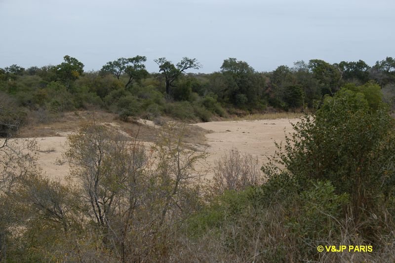 Kruger : Route de Orpen Gate à Skukuza