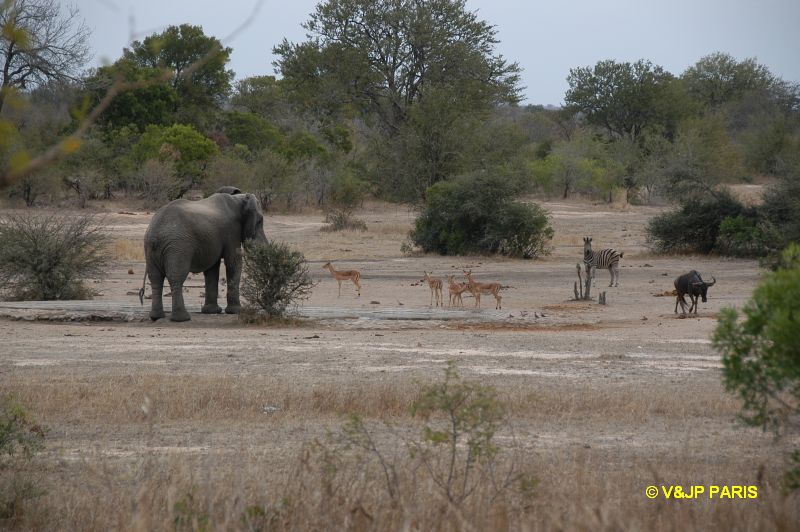 Kruger : Route de Orpen Gate à Skukuza