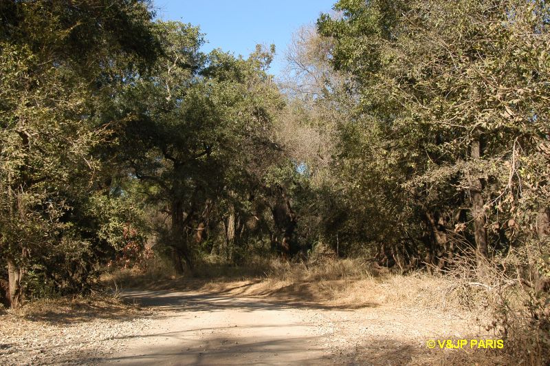 Kruger : Pafuri