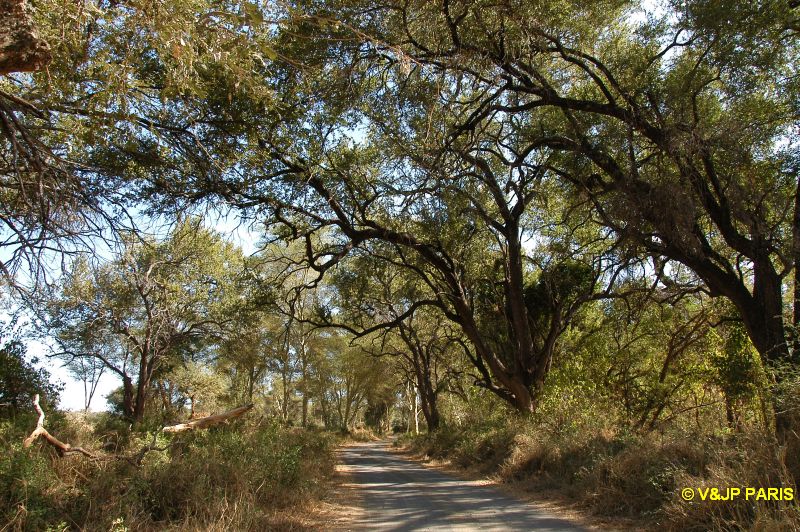 Kruger : Pafuri
