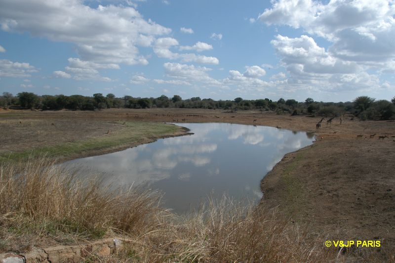 Kruger : Route de Satara à Letaba