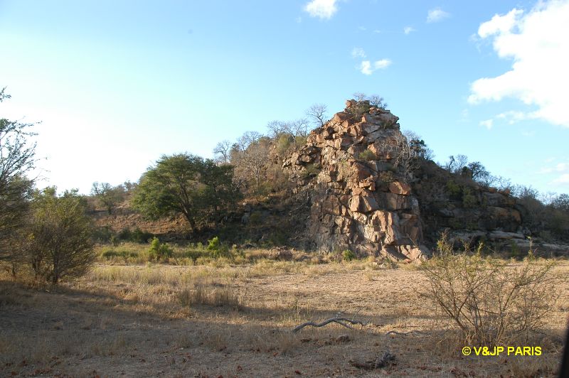 Kruger : Route de Satara à Letaba