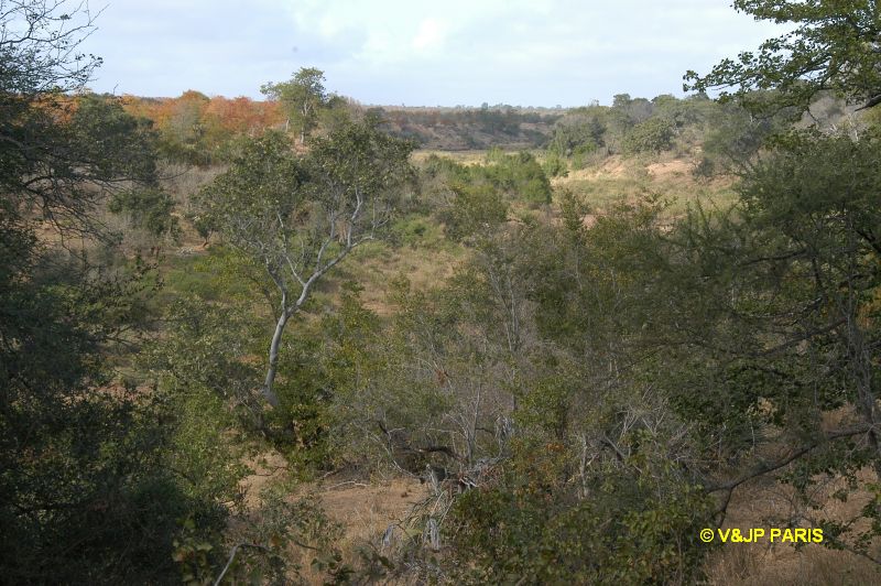 Kruger : Camp de Shingwedzi et les alantours