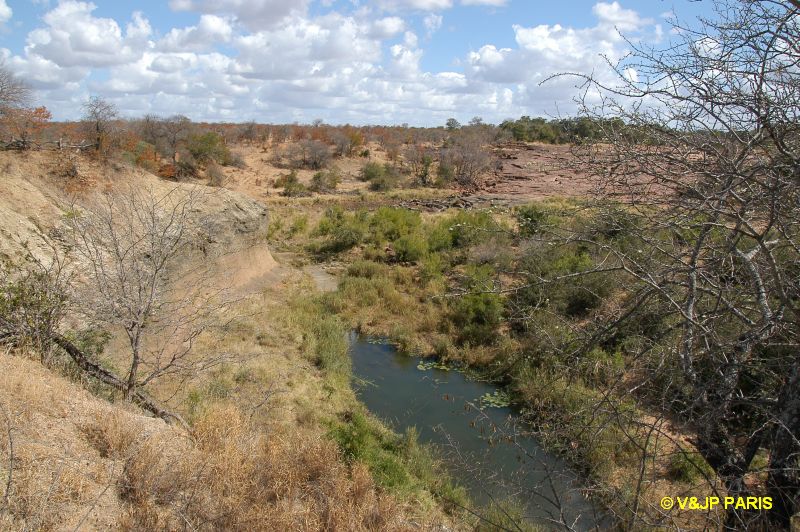 Kruger : Camp de Shingwedzi et les alantours