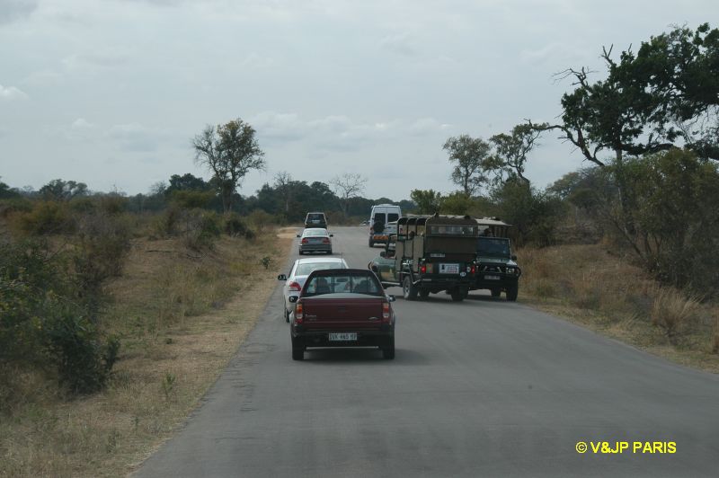 Kruger : Route de Skukuza à Malelane