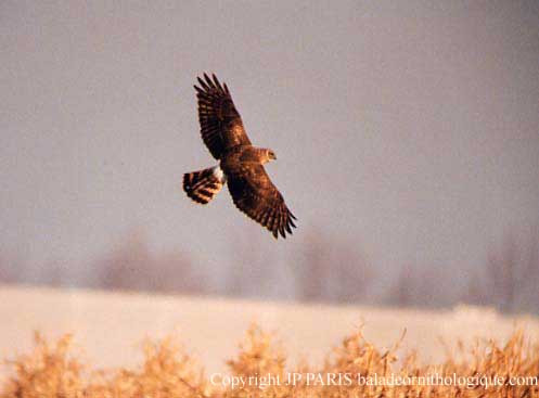 Northern Harrier
