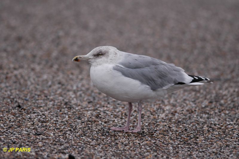 Larus argentatus