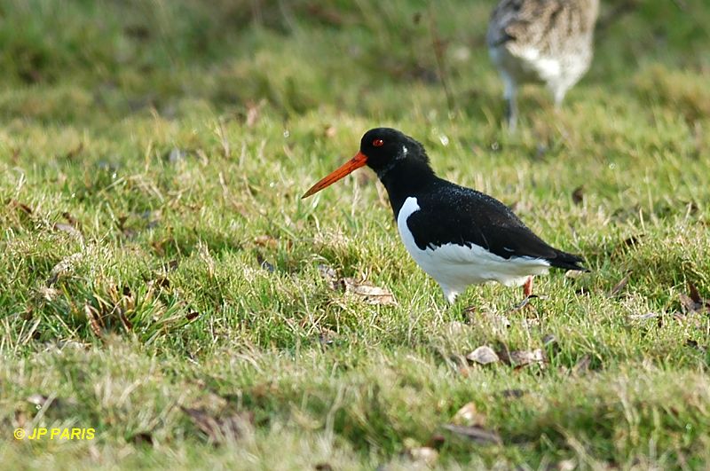 Haematopus ostralegus