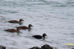 Eider à duvet