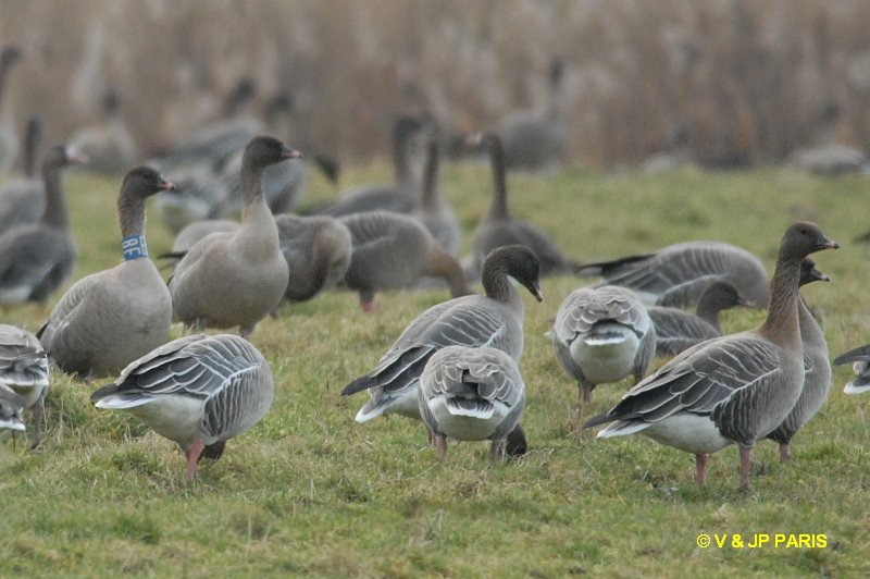 Anser brachyrhynchus