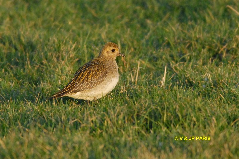 Pluvialis apricaria