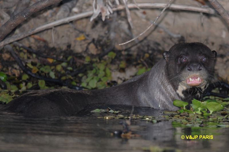 Loutre géante