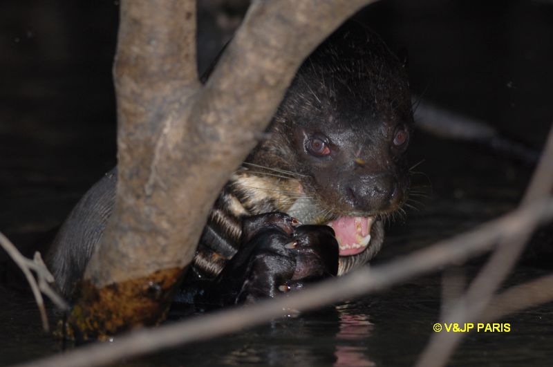 Loutre géante