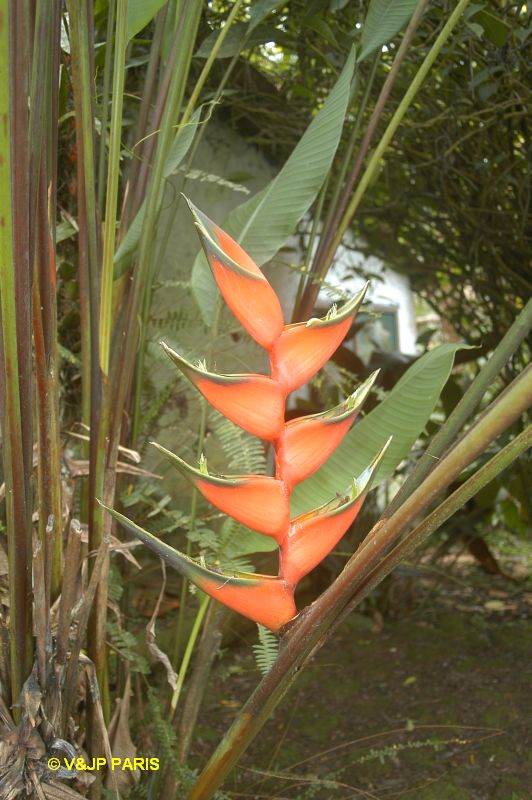Bromeliacé du Brézil