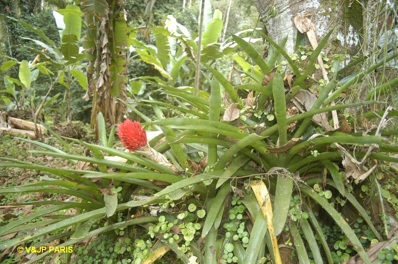 Bromeliacé du Brézil