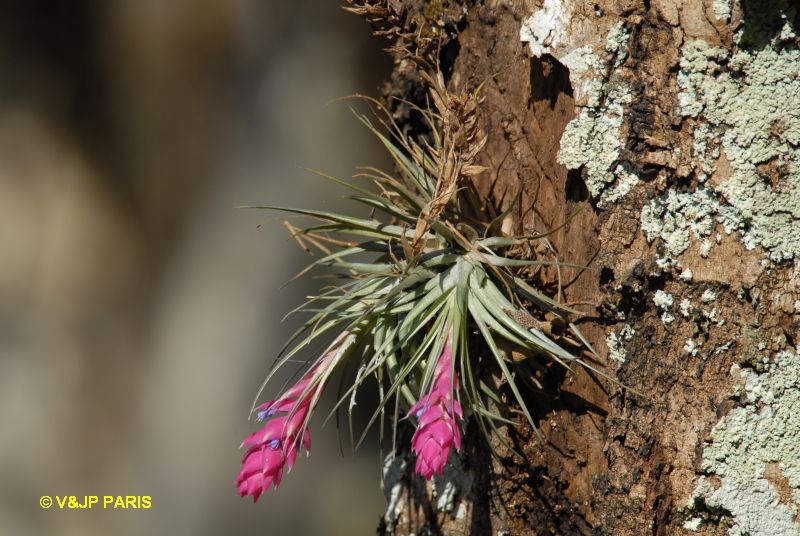 Bromeliacé du Brézil
