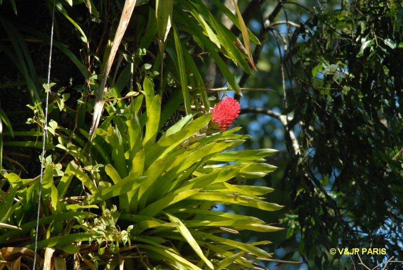 Bromeliacé du Brézil
