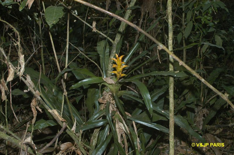 Bromeliacé du Brézil
