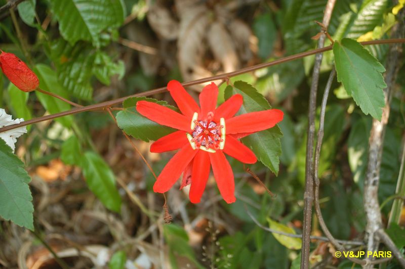 fleurs du Brézil