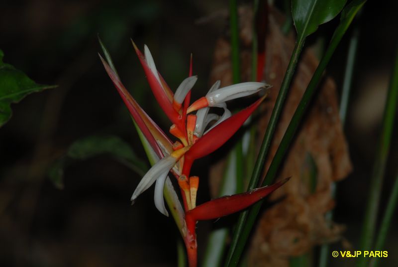 fleurs du Brézil