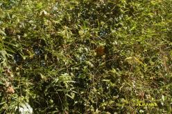 Fleurs de Bambou