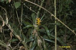 Bromeliacé du Brézil