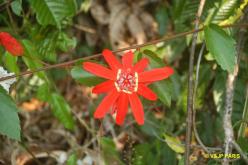 fleurs du Brézil