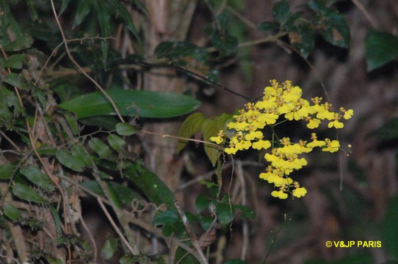 Oncidium