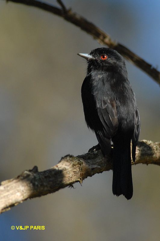 Knipolegus cyanirostris