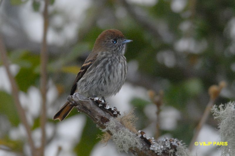 Knipolegus cyanirostris
