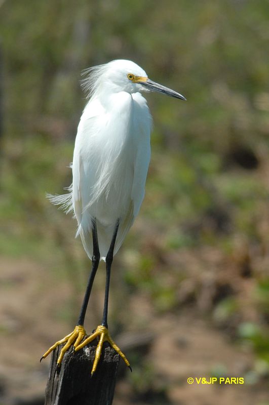 Egretta thula