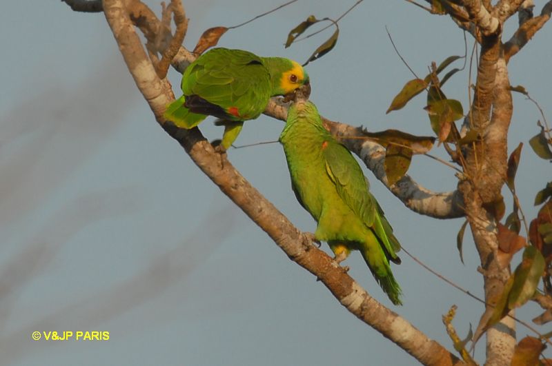 Amazona aestiva